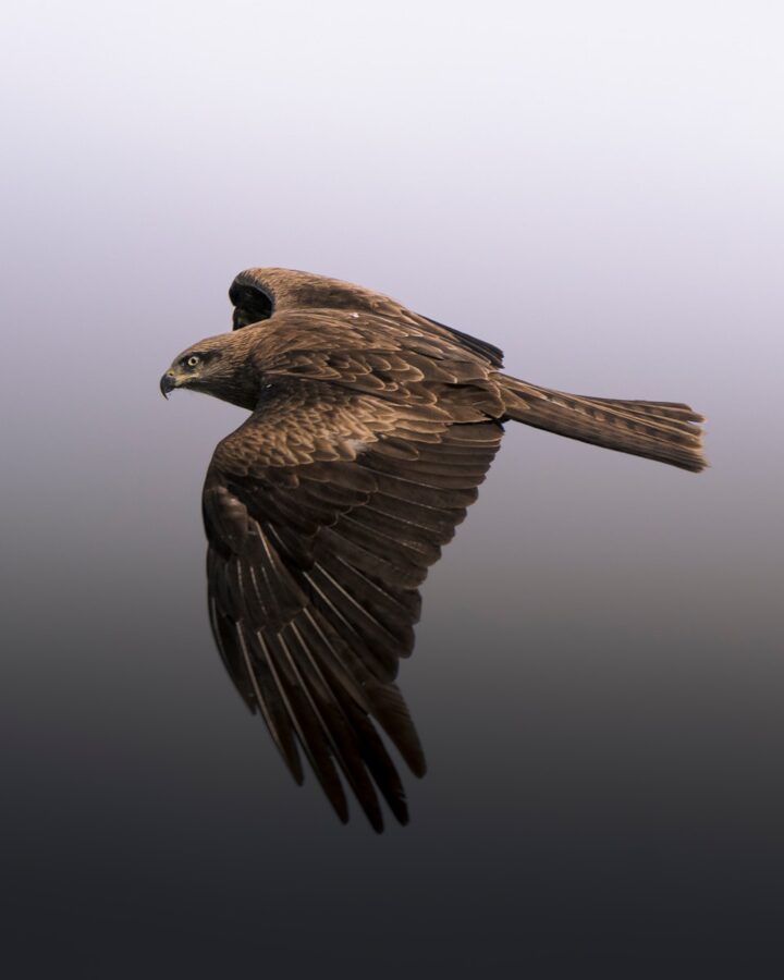 A bird flying through the air with its wings spread